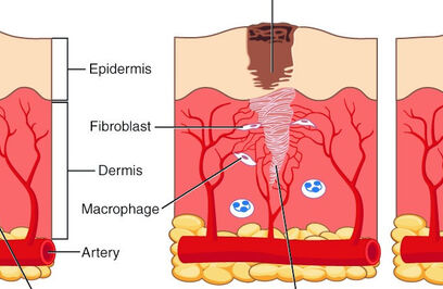 Scientist Breaks Through the Body’s Intricate Healing Process